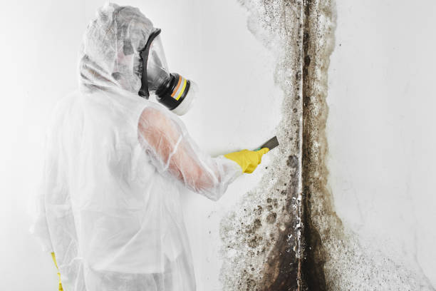 Best Attic Mold Removal  in Newberry, FL