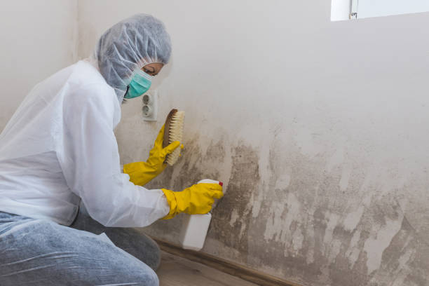 Best Home Mold Removal  in Newberry, FL