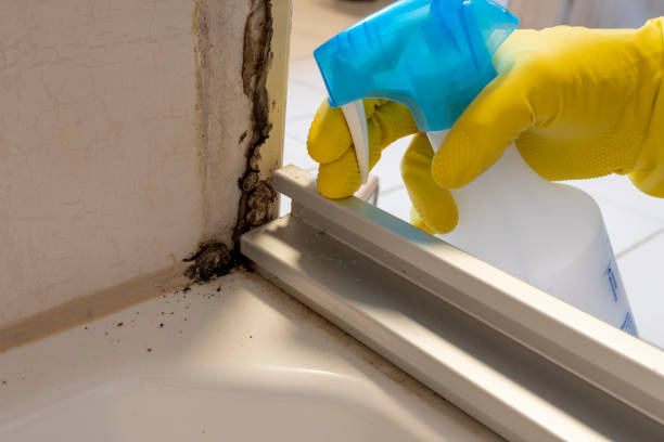 Best Local Mold Removal Service  in Newberry, FL