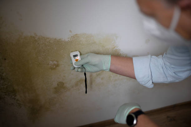 Mold Removal and Inspection in Newberry, FL