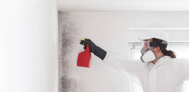 Best Black Mold Removal  in Newberry, FL