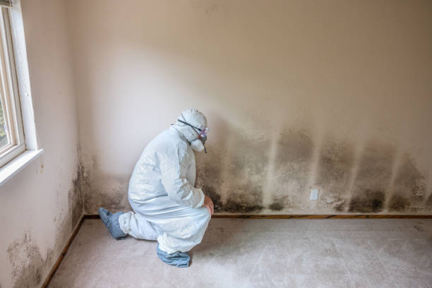 Reliable Newberry, FL Mold Removal Solutions
