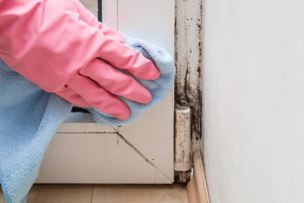 Best Commercial Mold Removal  in Newberry, FL