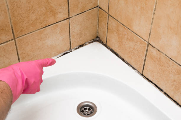 Best Toxic Mold Removal  in Newberry, FL